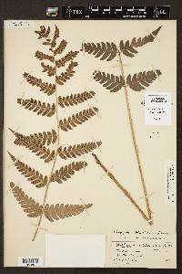 Dryopteris clintoniana image