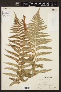 Dryopteris filix-mas image