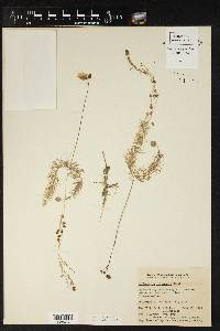 Utricularia intermedia image