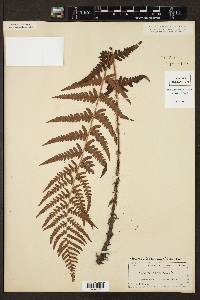 Dryopteris ludoviciana image