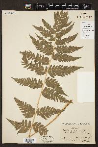 Dryopteris clintoniana image