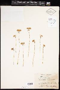 Utricularia cornuta image