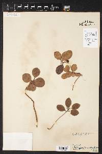 Gaultheria procumbens image