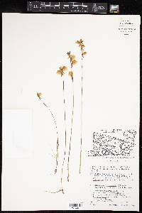 Utricularia cornuta image