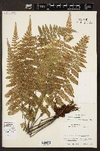 Asplenium cristatum image