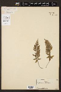 Asplenium resectum image