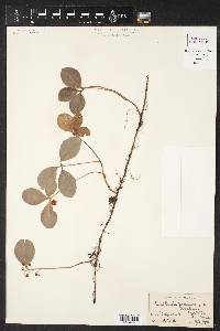 Gaultheria procumbens image