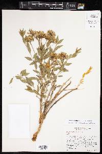 Amsonia tomentosa image