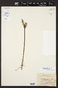 Botrychium matricariifolium image