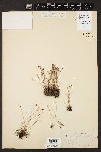 Schizaea pusilla image
