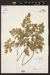 Adiantum tenerum image