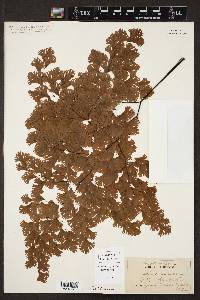 Adiantum tenerum image