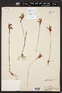 Arethusa bulbosa image