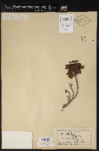 Image of Rhododendron hirsutum