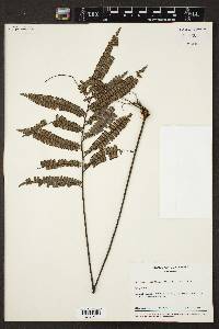 Adiantum tetraphyllum image