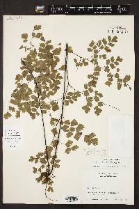 Adiantum tenerum image