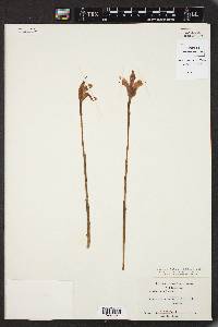 Arethusa bulbosa image