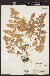 Adiantum tenerum image