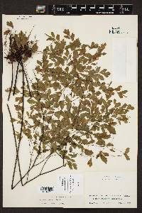 Adiantum tenerum image