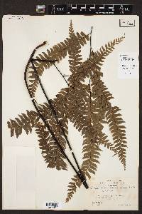 Adiantum wilesianum image