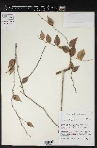 Image of Sphyrospermum haughtii