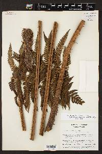 Cyathea divergens image