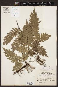 Adiantum villosum image