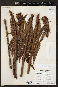 Cyathea divergens var. tuerckheimii image