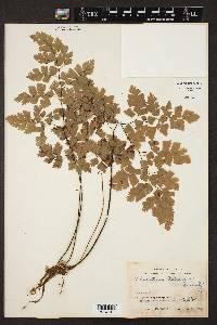 Adiantum tenerum image