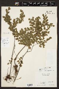 Adiantum tenerum image