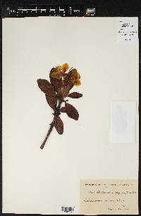 Rhododendron aureum subsp. aureum image