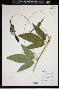 Passiflora antioquiensis image