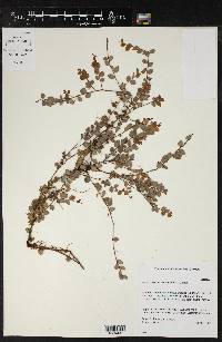 Image of Sphyrospermum microphyllum