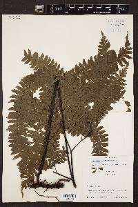 Adiantum wilesianum image