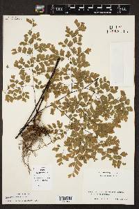 Adiantum tenerum image
