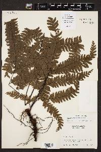 Adiantum wilesianum image