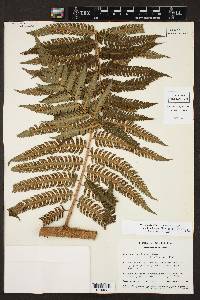 Cyathea divergens image