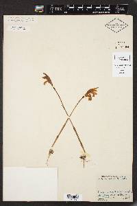 Arethusa bulbosa image