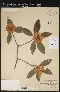 Rhododendron punctatum image