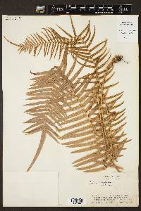 Pteris longifolia image