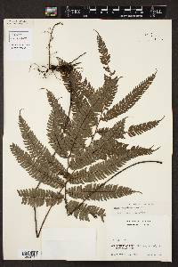 Adiantum pulverulentum image