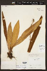 Elaphoglossum latifolium image