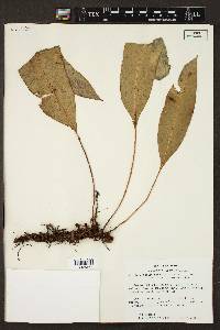 Elaphoglossum latifolium image