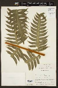 Pteris arborea image