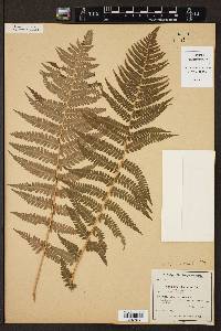 Dryopteris filix-mas image