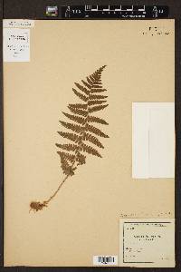 Dryopteris filix-mas image