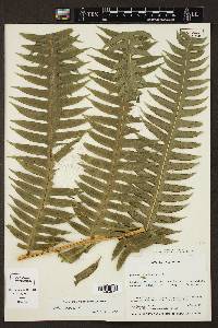 Pteris arborea image