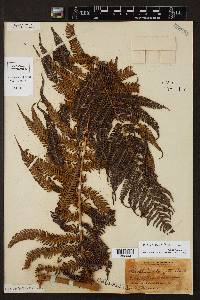 Cyathea poeppigii image