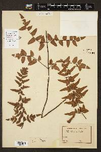 Cheilanthes viridis image