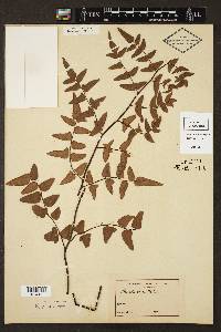 Cheilanthes viridis image